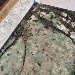 Baby Krokodile 😍😍