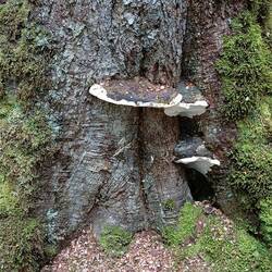 des champignons qui se nourrissent de la cellulose des arbres