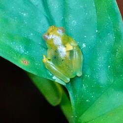 Glasfrosch