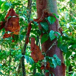 Ein Baum heutet sich