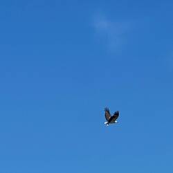 Und immer mal wieder ein Adler am Himmel. Wow