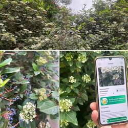 ..zu meiner Überraschung hat Erich ein Pflanzen-Erkennungs-App 😉