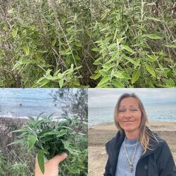 ..wieder Salbei gefunden 👏🏻