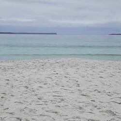 Dolphins so close to the shore.