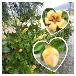 Riesen Klettertrompete😍