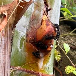 Wasps feeding on sap from injured plant
