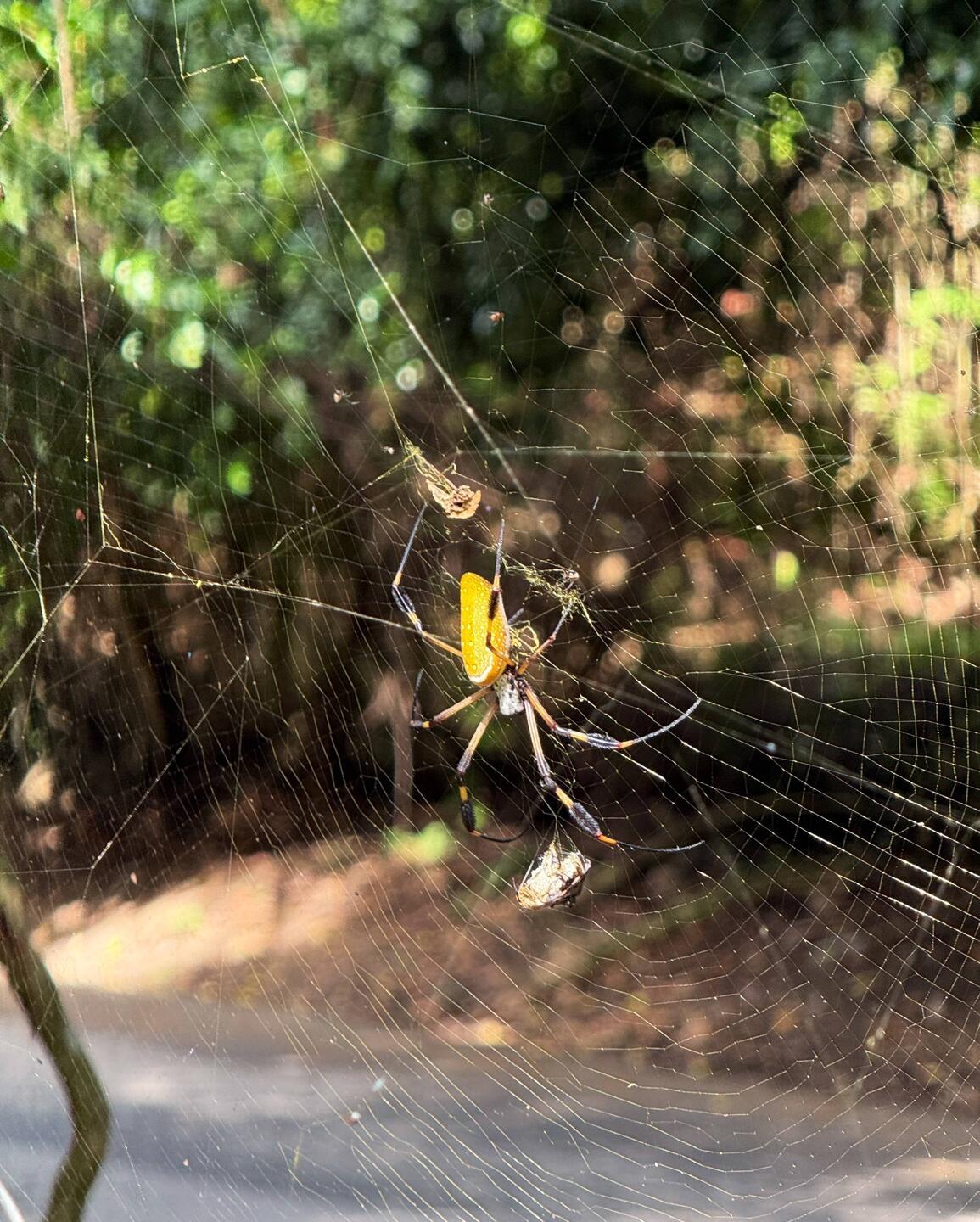 Trichonephila clavipes AKA golden orb weaver or banana spider