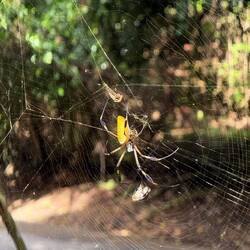 Trichonephila clavipes AKA golden orb weaver or banana spider