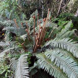 Faszinierendes Farn..