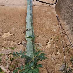 Ein hoher, eintriebiger Kaktus