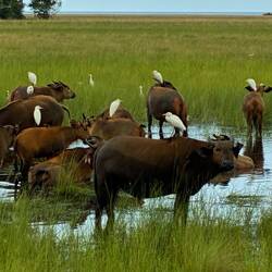 Gegenseitiges Beäugen