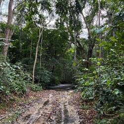 Schlammpartie im Wald