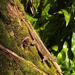 Echsen finden sich überall und reichlich