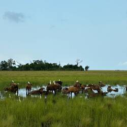 Waldbüffel in einer Senke