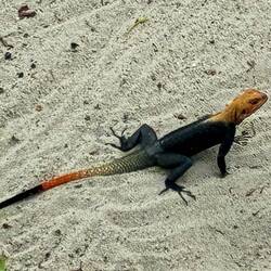 Männchen auf Brautschau