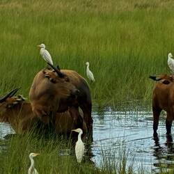 Reiher sind ständige Begleiter
