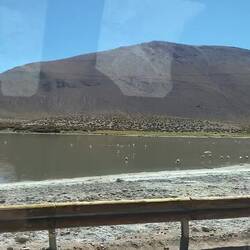 Flamingo-Wettrennen gefällig?