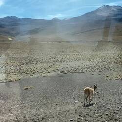 Überlebenskünstler Guanako, in Patagonien oder Atacama