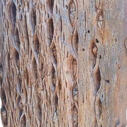 Holz der Cardones - Kakteen