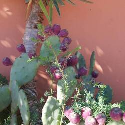 Kaktusfeigen, werden verkauft 😉