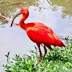 Scarlet Ibis