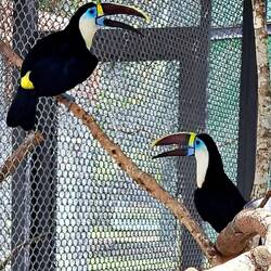 Yellow-ridged toucan