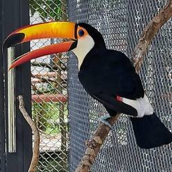 Toco Toucan (?)