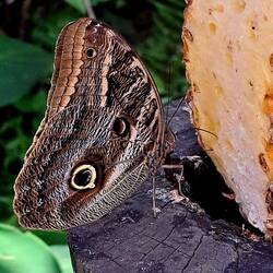 Butterfly enjoying a pineapple slice.