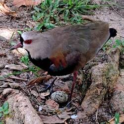 It wasn't until I loaded this picture that I realized the egg under this cute little avian critter.