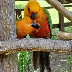 Awww....a little grooming teamwork.