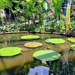 Giant Lily Pads