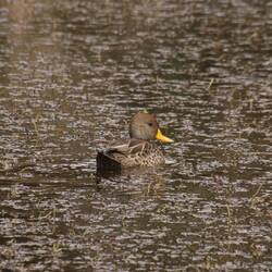 Yellow-billed Pintail