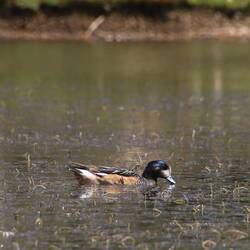 Chiloe Wigeon