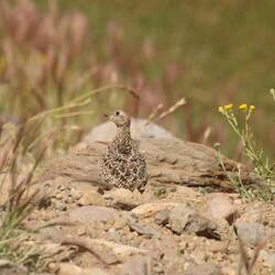 Rufous-bellied Seedsnipe