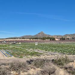 Spitzkohl. Kaum zu glauben, was hier im Januar geerntet wird.