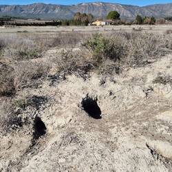 Hier wohnen die Langohren 🐰