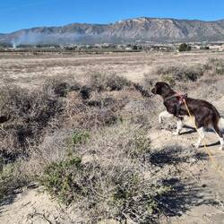 🐕‍🦺 steht beim Kaninchenbau vor.