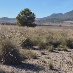 Halfa-Gras, im Mittelmeergebiet heimisch. Blattfasern zur Herstellung von Seilen und Papier.