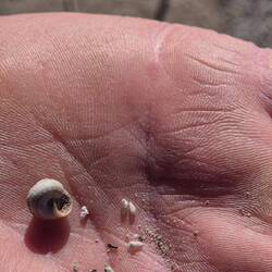 1-2mm große Schnecken wie gesät auf der Erde.