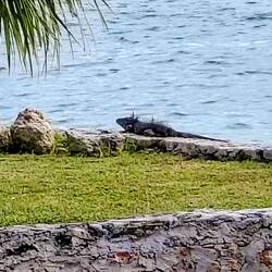 Im Yax Ha Resort sichten wir als erstes den Leguan 🤓 ...