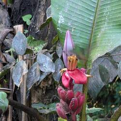 Viel Phantasie findet Kolibri