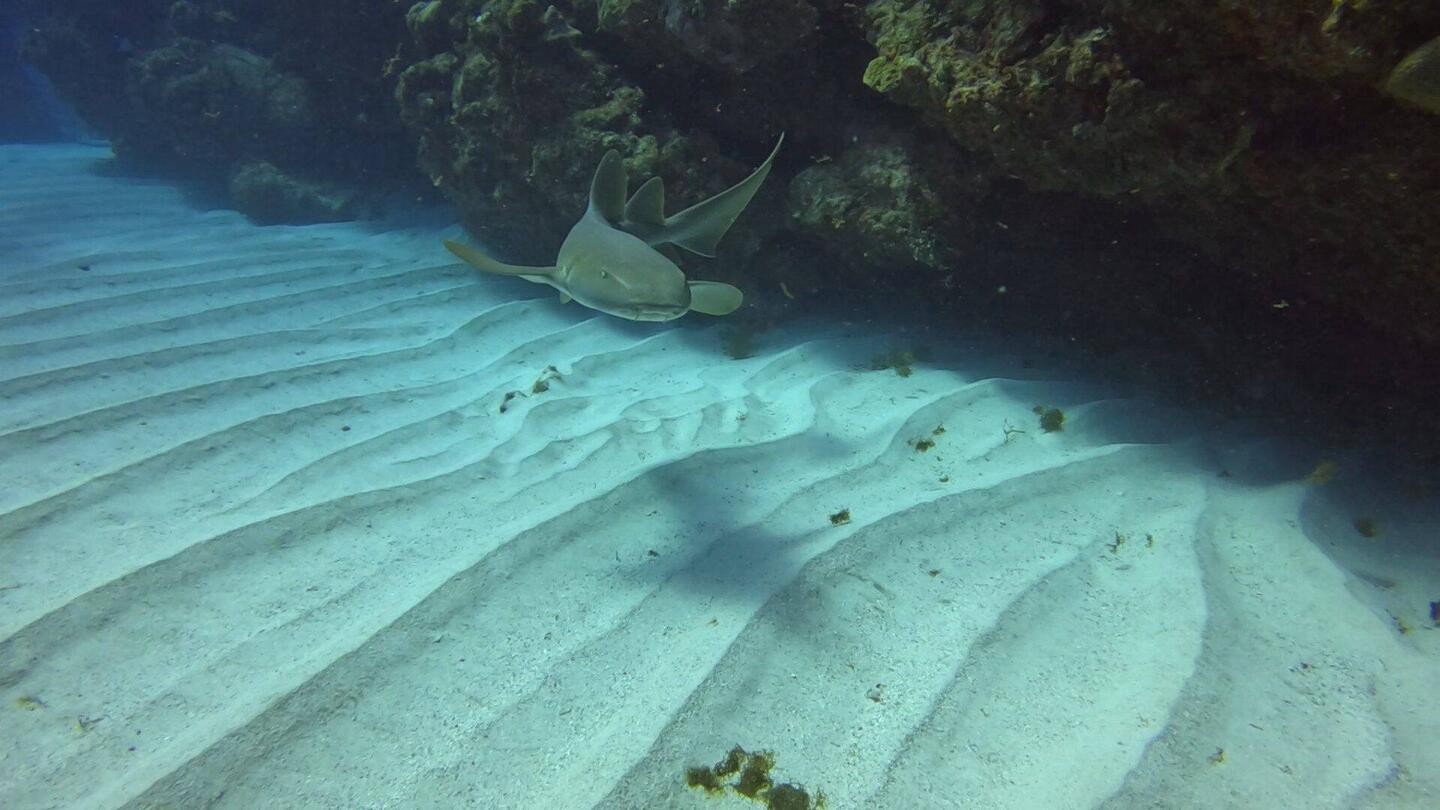 Closest shark encounter so far