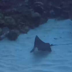 Eagle Ray finished feeding and took off
