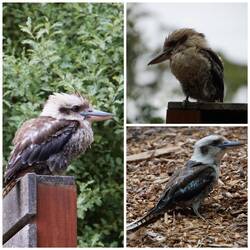 Kookaburra
