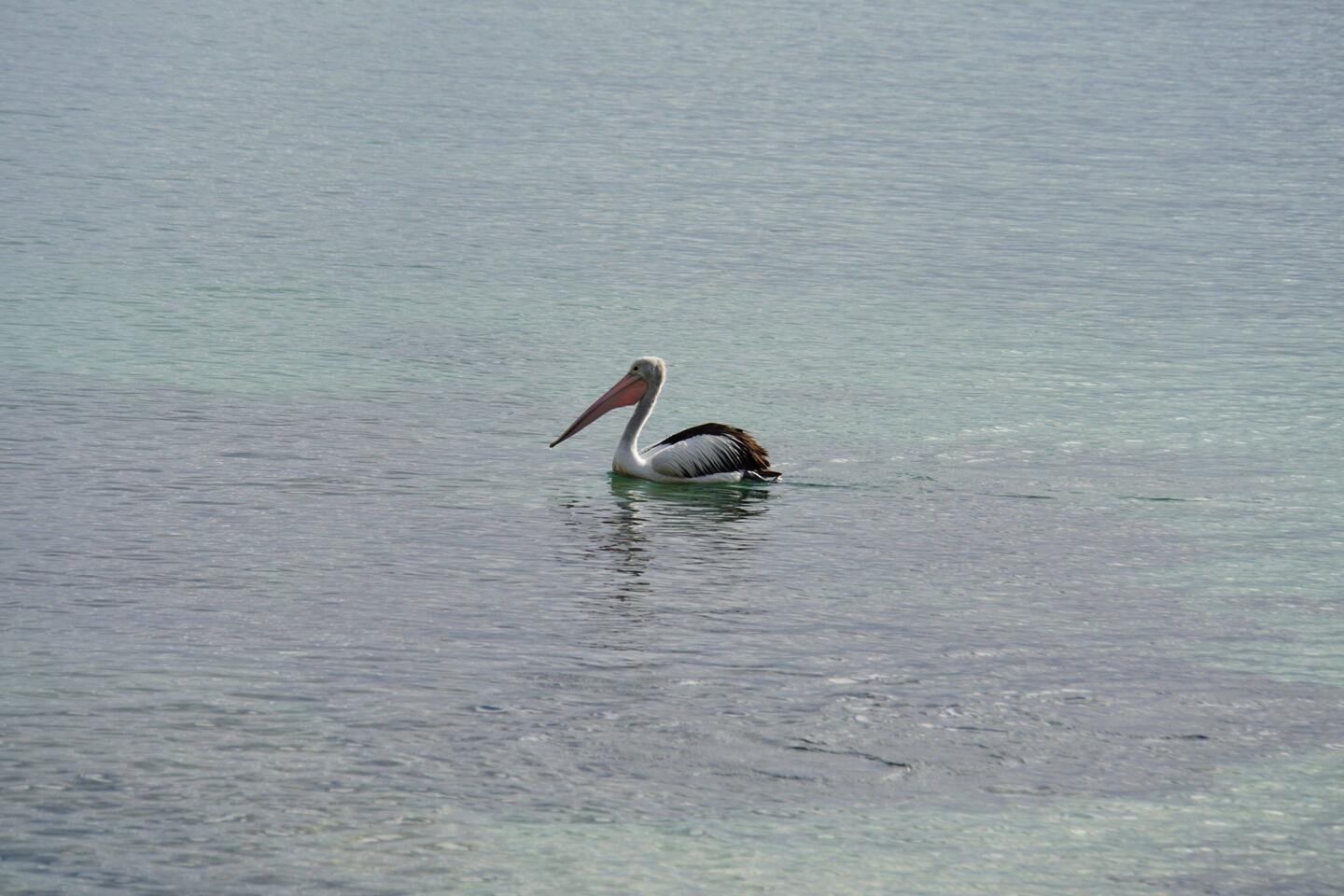 Pelican at Vincentia