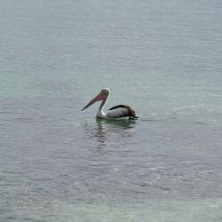 Pelican at Vincentia