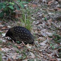 Echidna