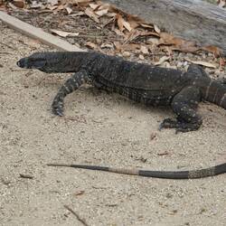 Goanna