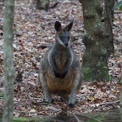 Wallaby at Murrays Beach
