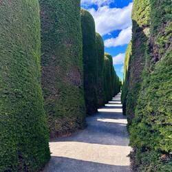 Zypressen auf dem Friedhof